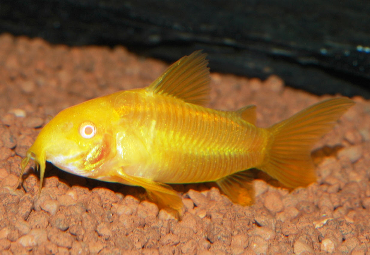 Corydoras aeneus